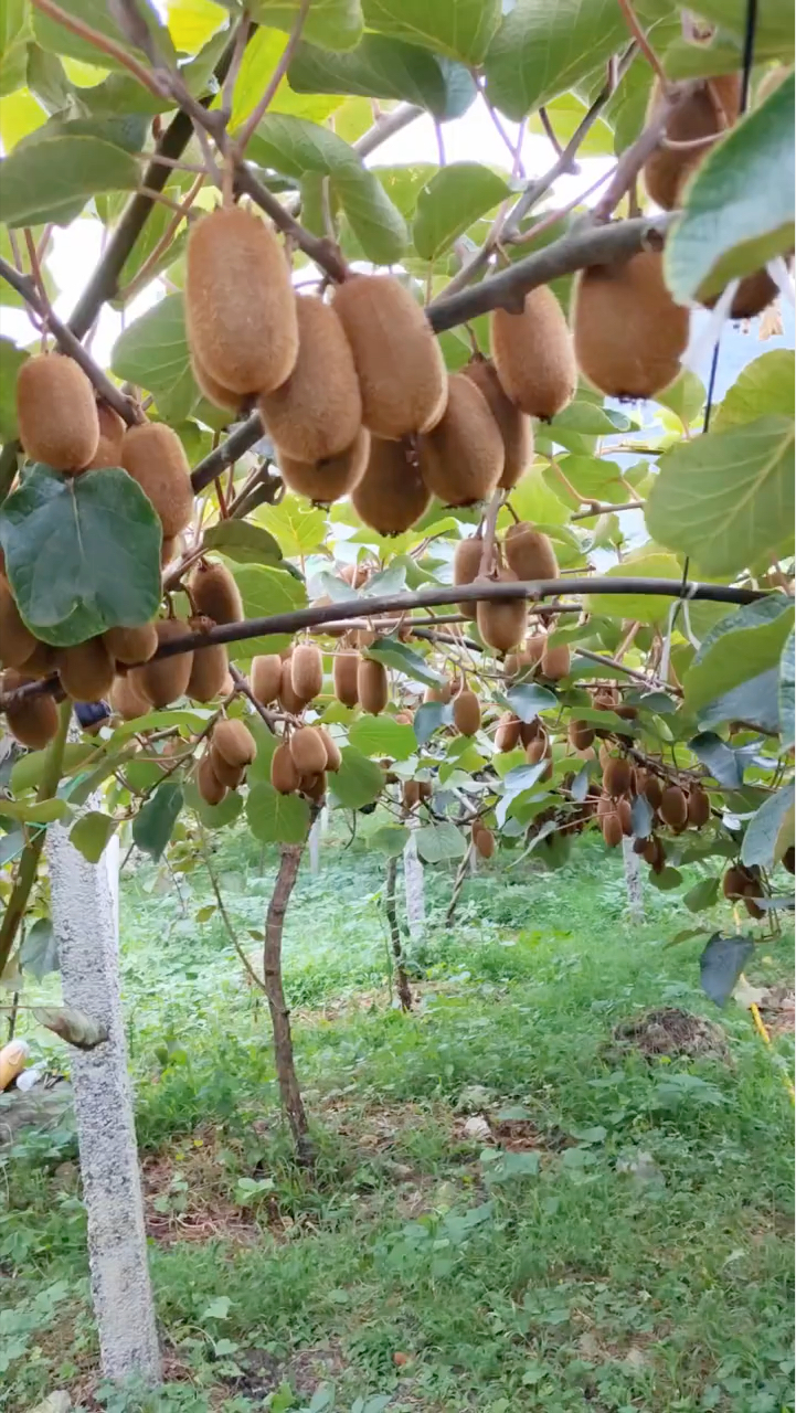 绿心猕猴桃苗翠香猕猴桃苗价格品种长势快成花力强耐严寒丰产性好