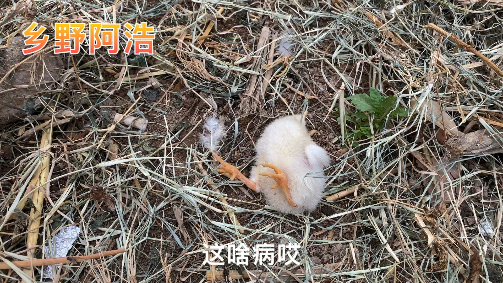 妈妈养的小鸡得病了,走路转圈摔倒站不起来,太可怜啦