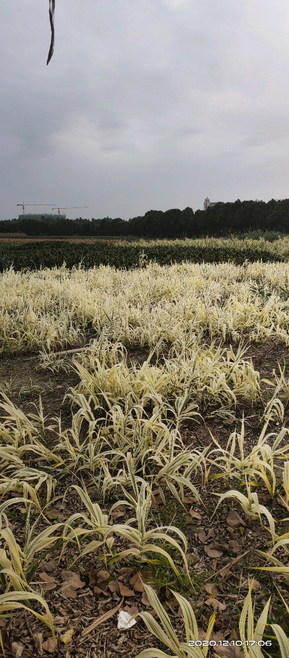 植物白化病图片图片