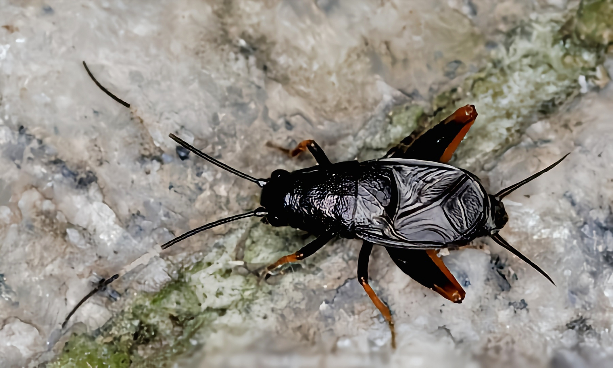 每天认识一种昆虫——刻点铁蟋 刻点铁蟋别名馨蛉,铁弹子,革翅铁蟋,是