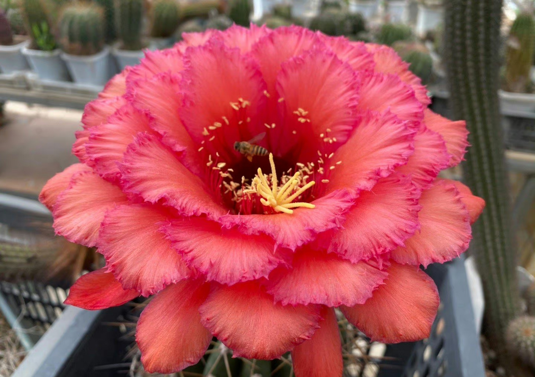 毛花柱:格莱瑟的荣耀(自花) 品种来自国外栽培者,由"格莱瑟的荣耀"自