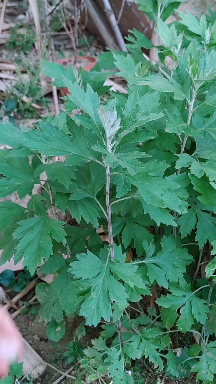 艾草和艾蒿的区别