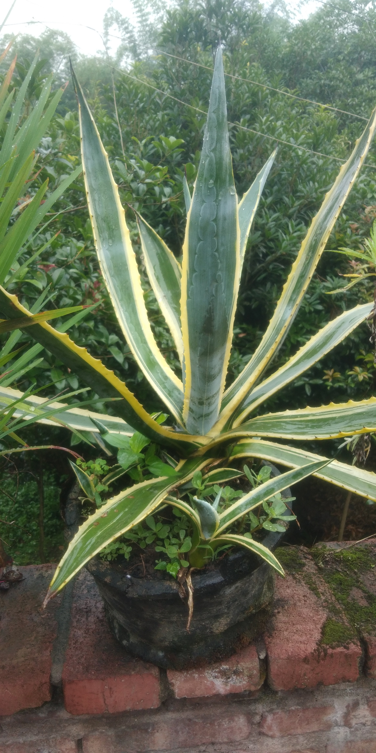 金边龙舌兰,太好看了!