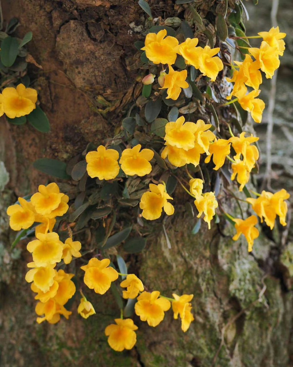 小黄花石斛dendrobium jenkinsii ,又叫小龟背石斛,仿佛树干上长出了