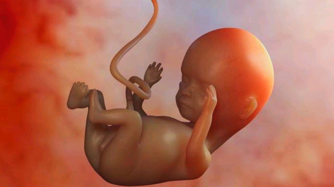 4个月胎儿性别图片图片