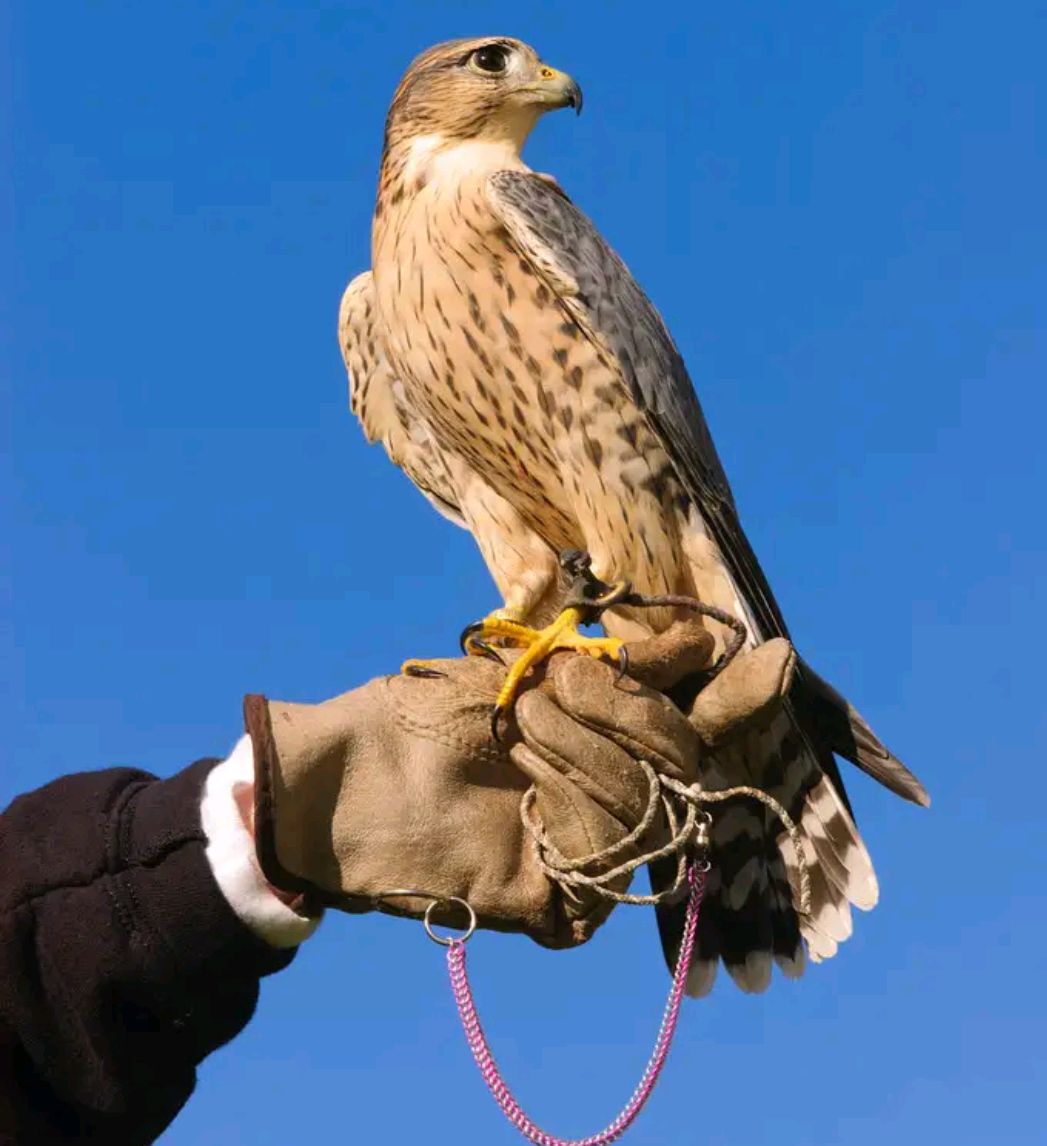 传奇故事:驯鹰高手