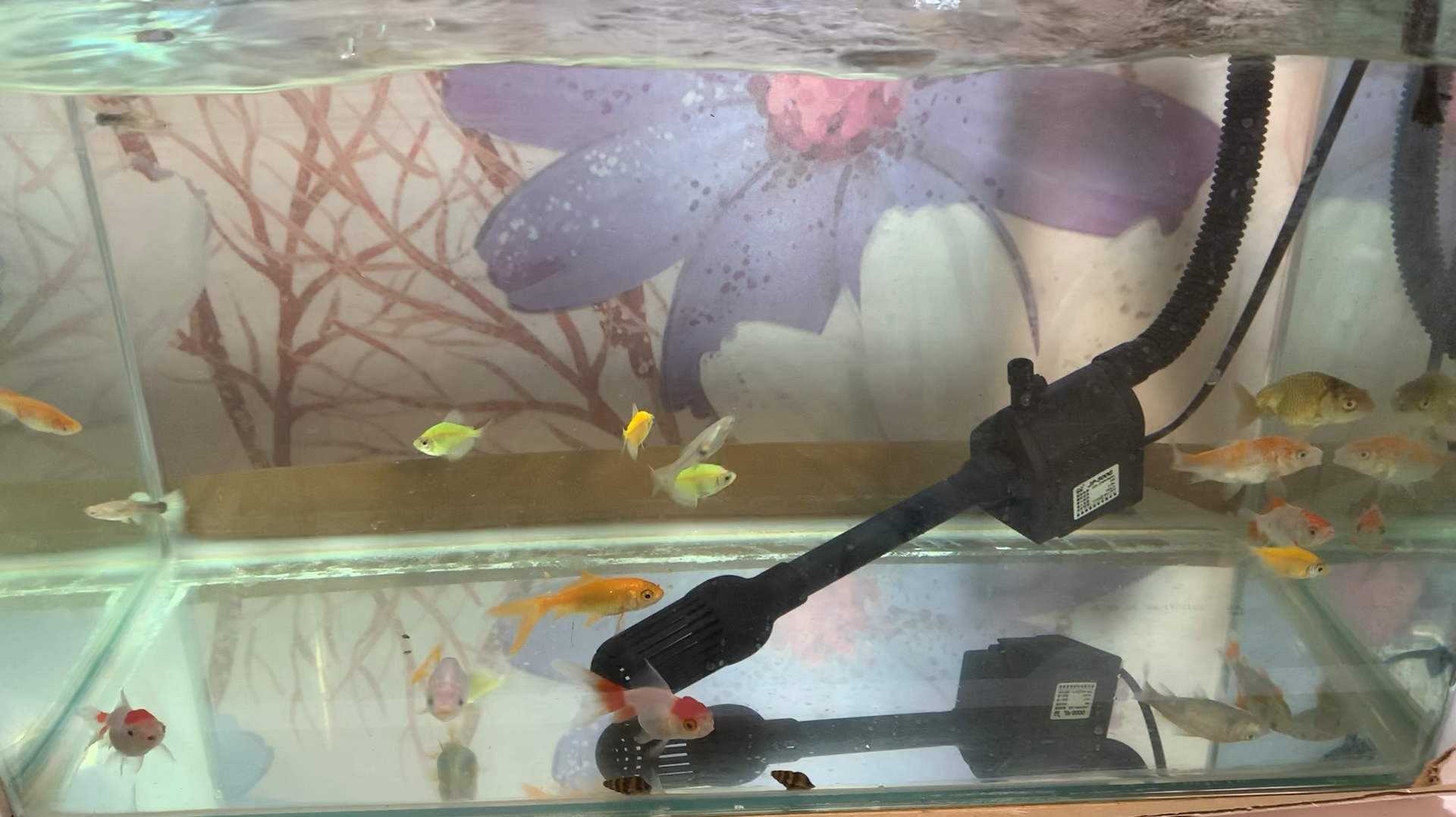 群鱼大混养 泰狮 兰寿 锦鲤 孔雀 玛丽 天使鱼一起养