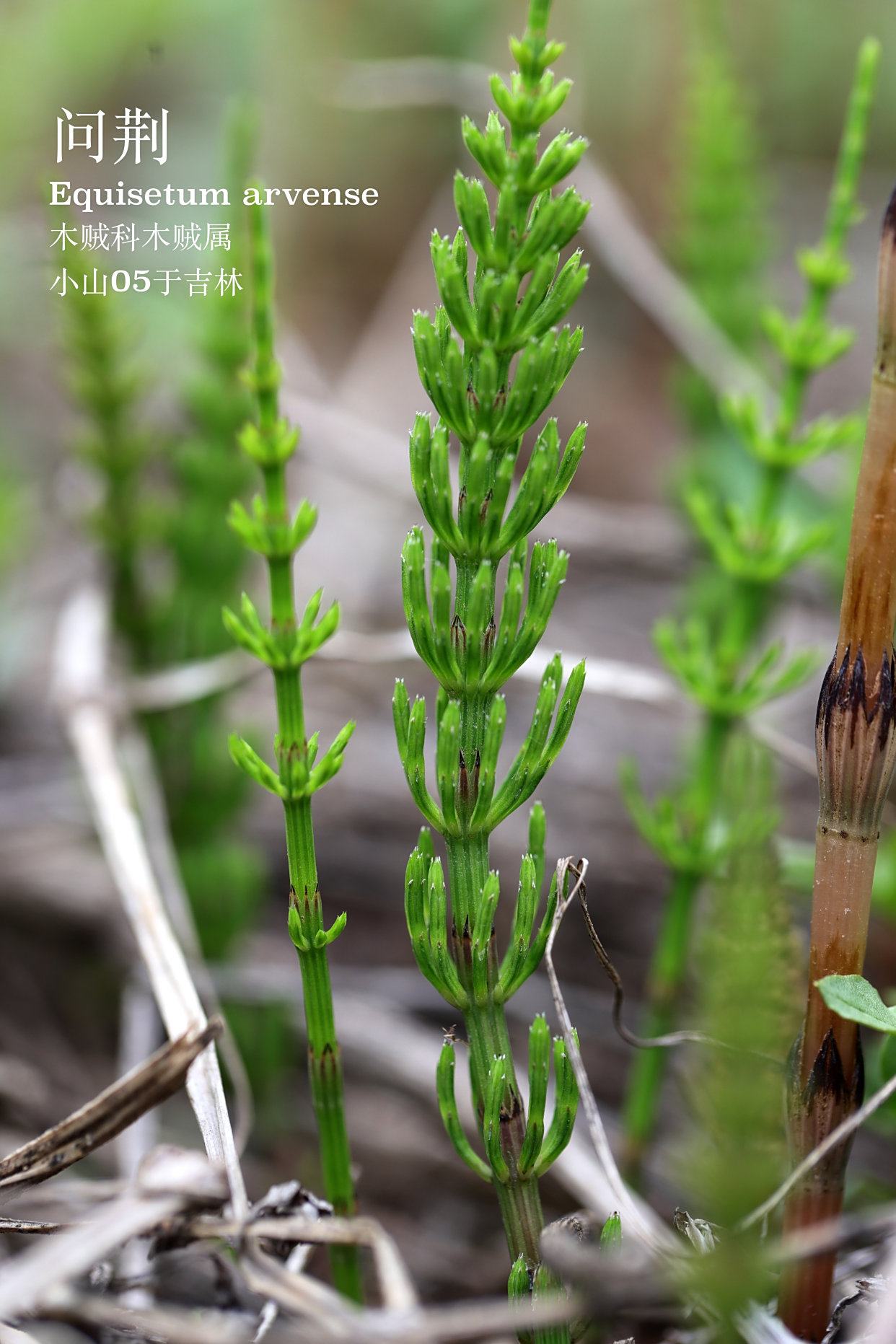神奇的木贼科植物问荆