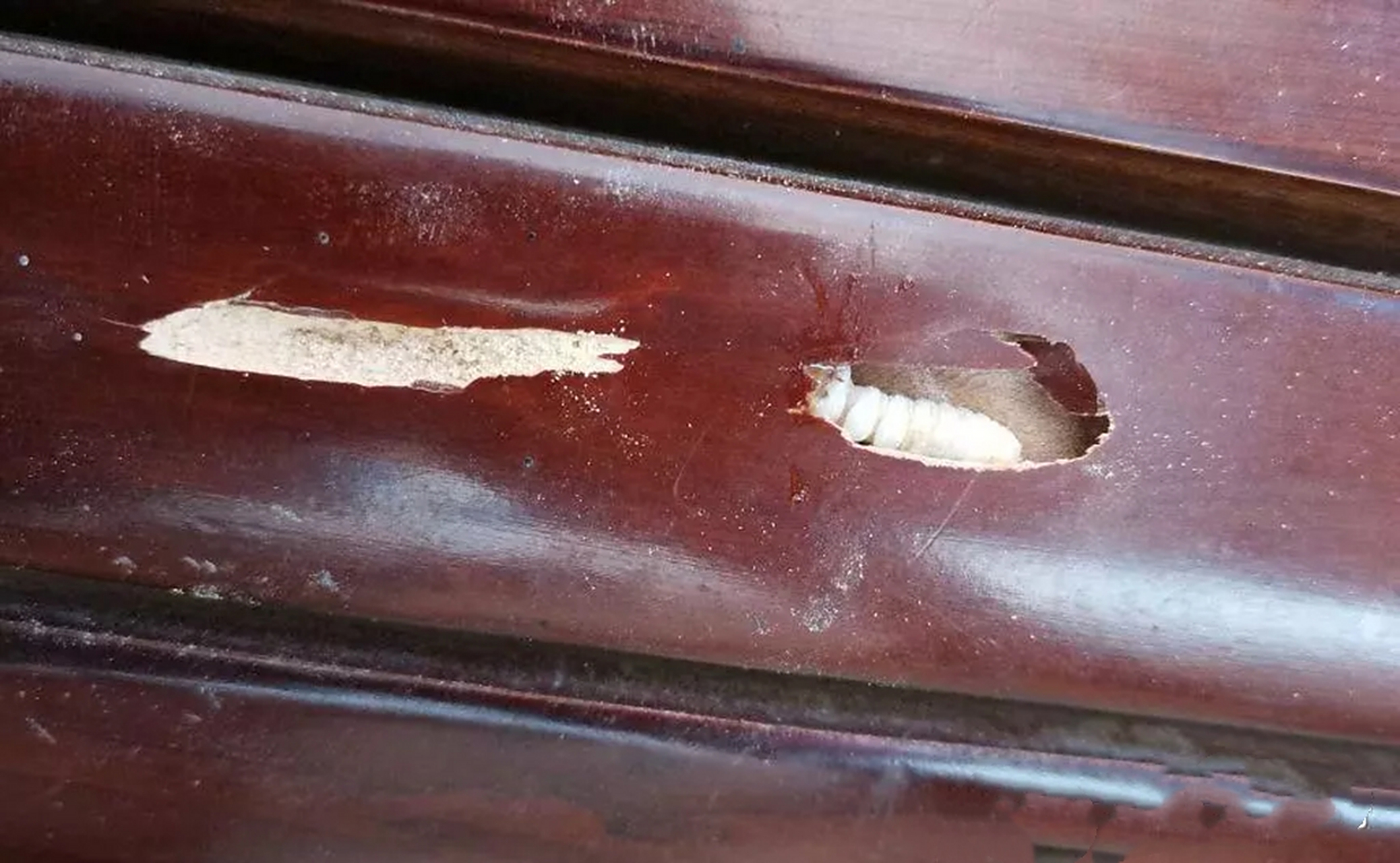 这只天天吃木头的虫子终于被逮到了,准备打电话给它同伙,带钱来赎它