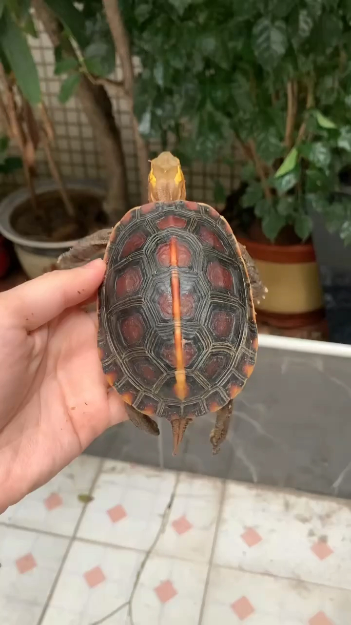 极品皖南安缘公龟,球体高背,大粗鞭,留种首选!-度小视