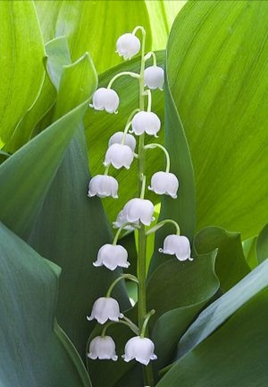 洁白无瑕,玲珑雅致的白铃兰,像一串串风铃在风中摇曳,简直太可爱了.