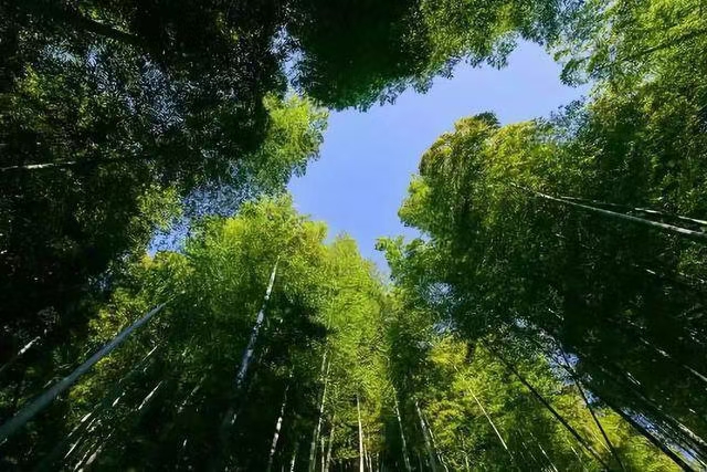 詩詞:竹林人家