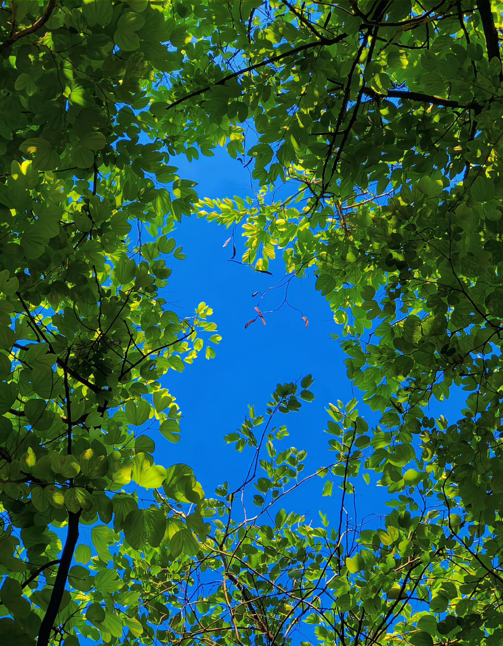 "如果治愈有颜色,那一定是绿色和蓝色" 清浅时光,心有明媚,处处温暖