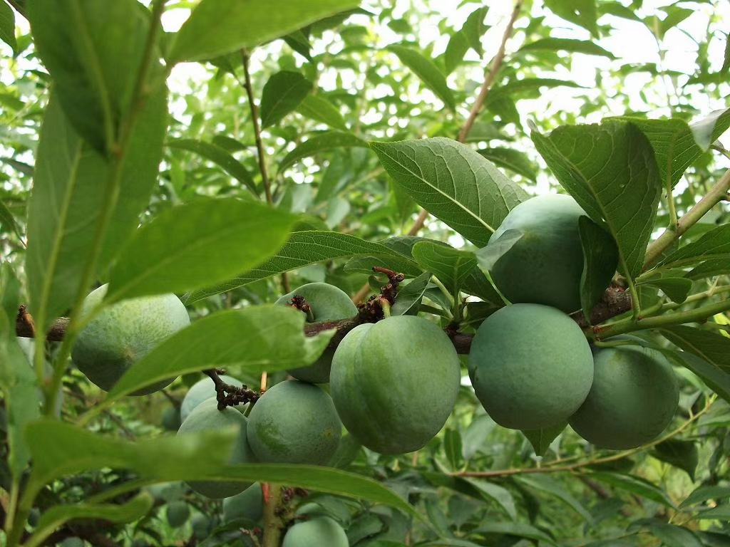 有一种水果形似桃,味似李,这就是柰果,你可曾吃过