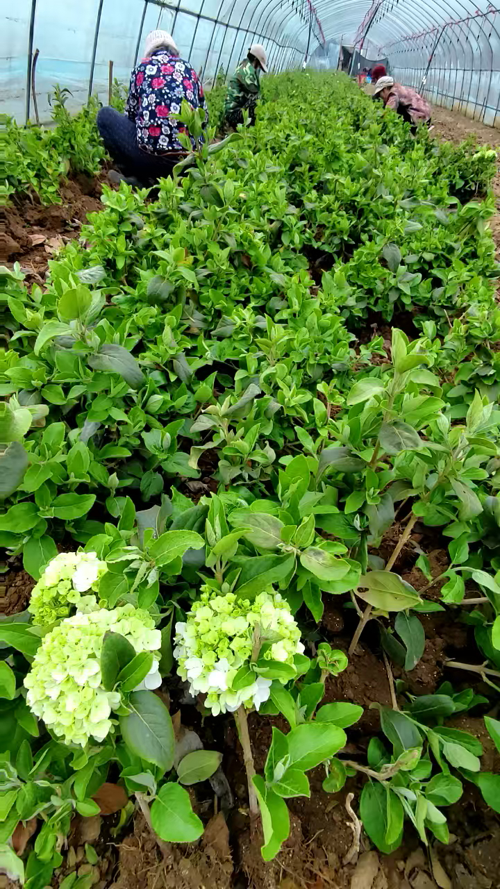 中华木绣球,大花斗球,小苗起货中,苗子非常好