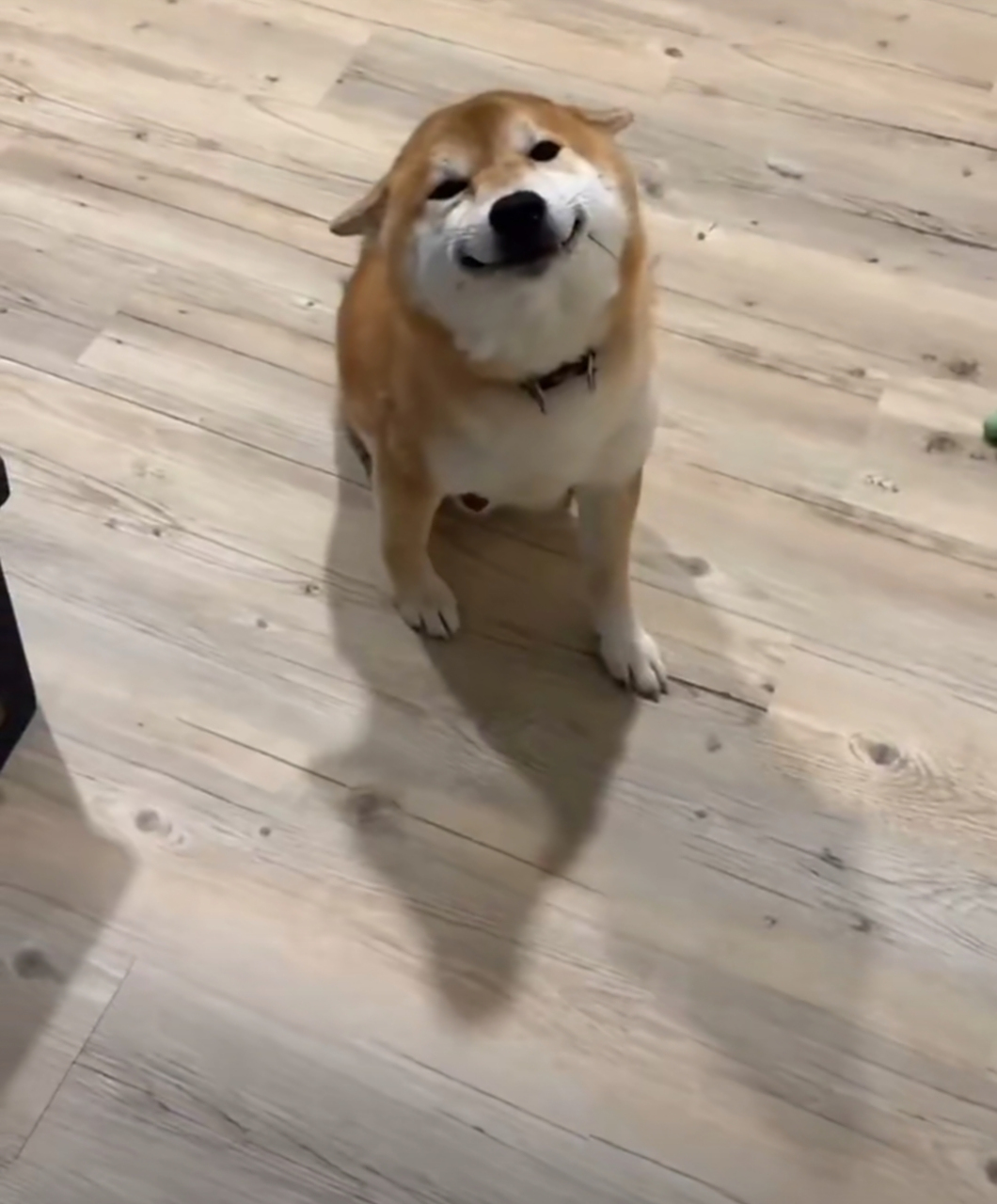 狗子这一脸谄媚的嘴脸,一眼就能看出来狗狗闯祸了[左捂脸]#趣图搞笑