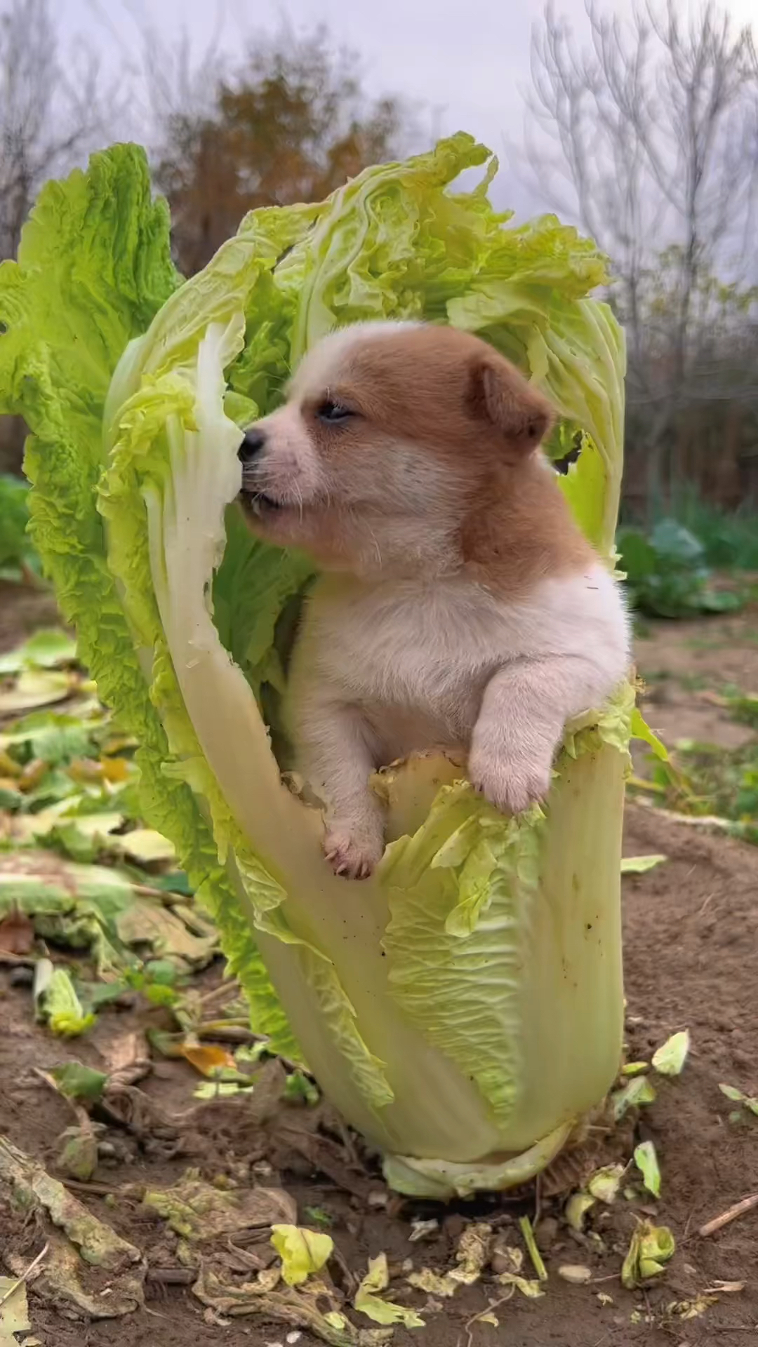 爱吃白菜的小狗 你见过吗
