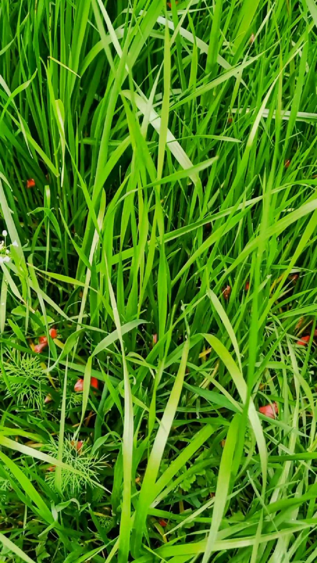 陈伟星空:好一片绿茵草地!