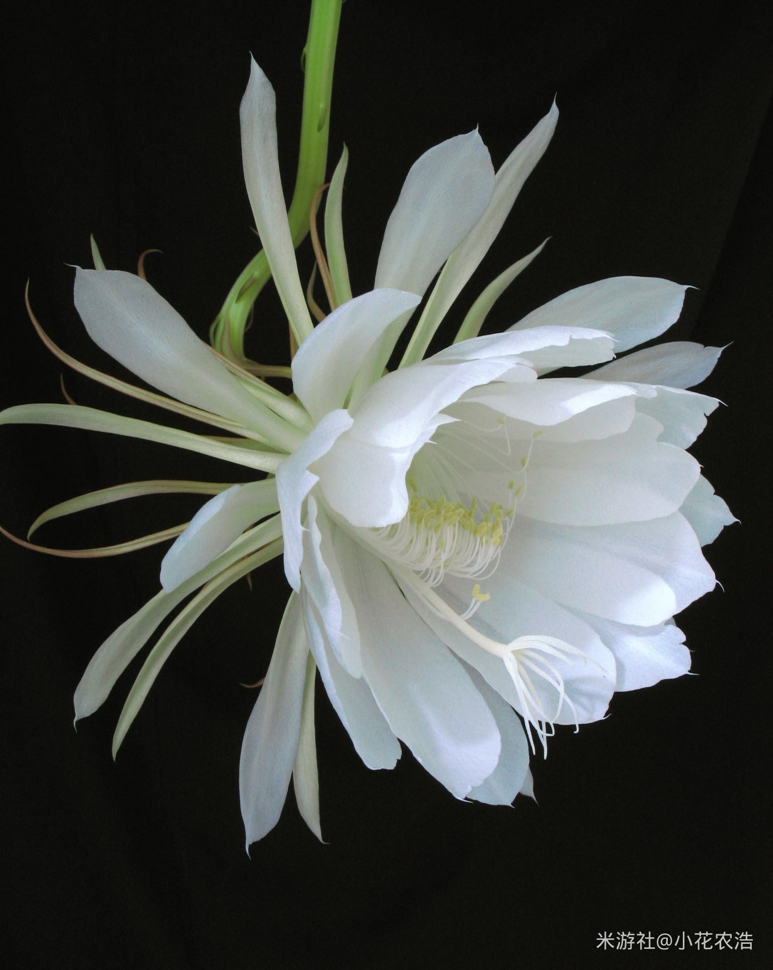 昙花的科普与养护知识!