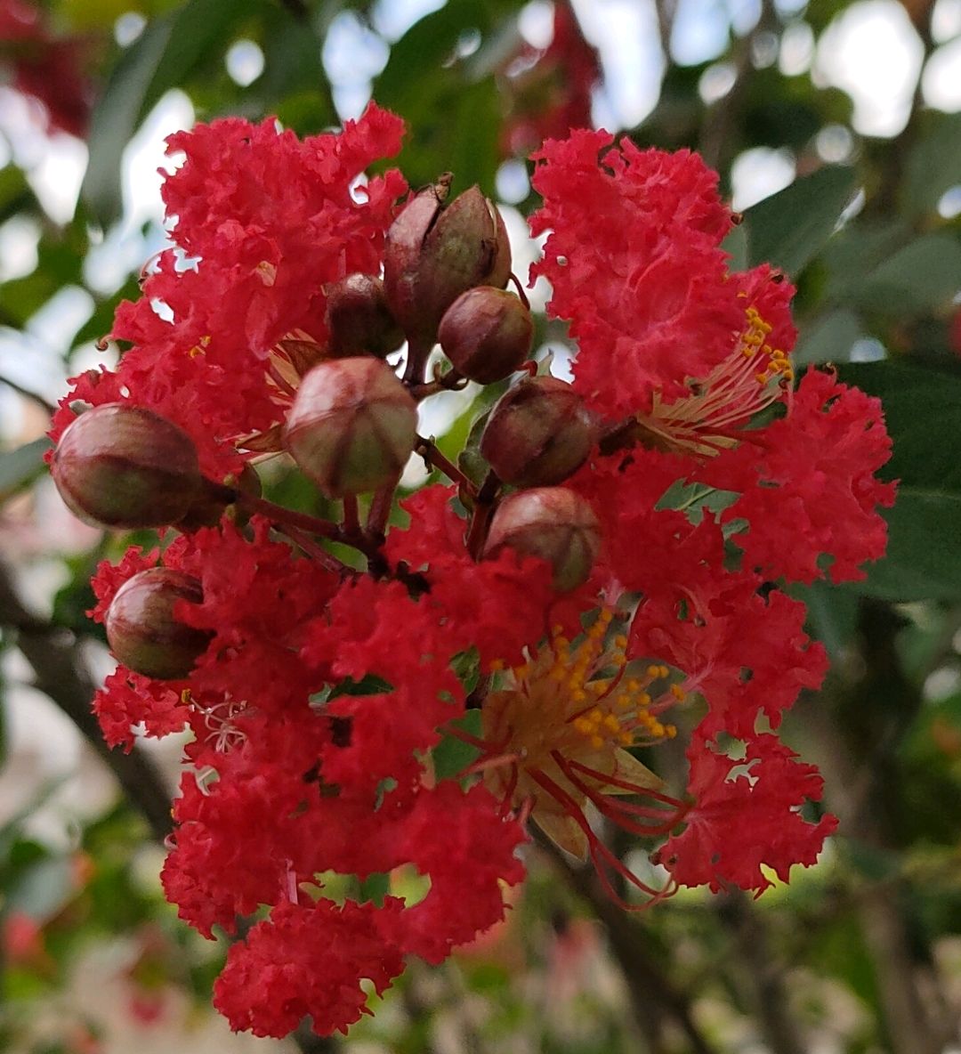 红色紫薇花路边拍摄