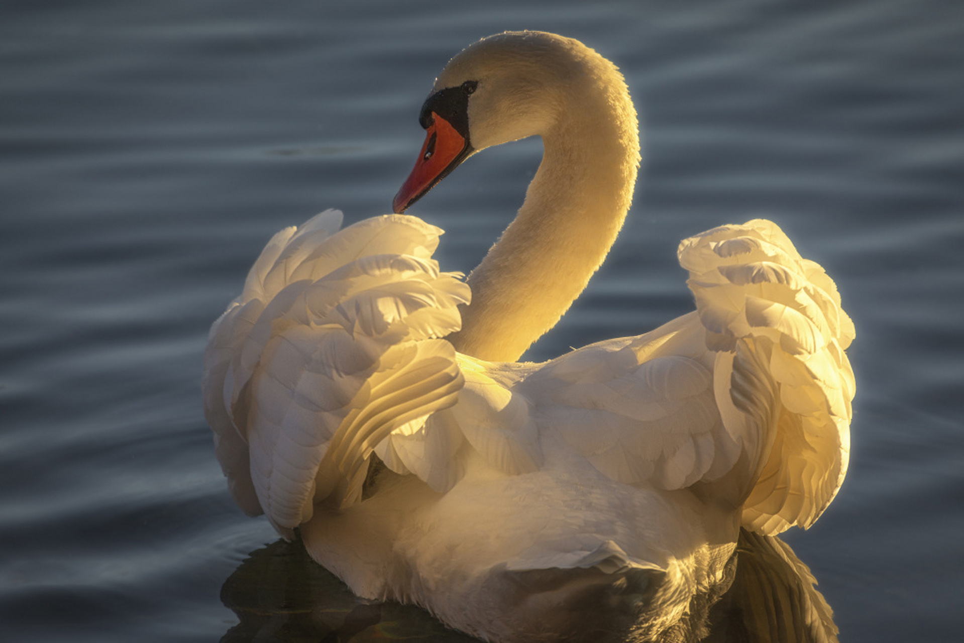 新疆伊犁,天鹅张开翅膀,在水中游弋觅食.