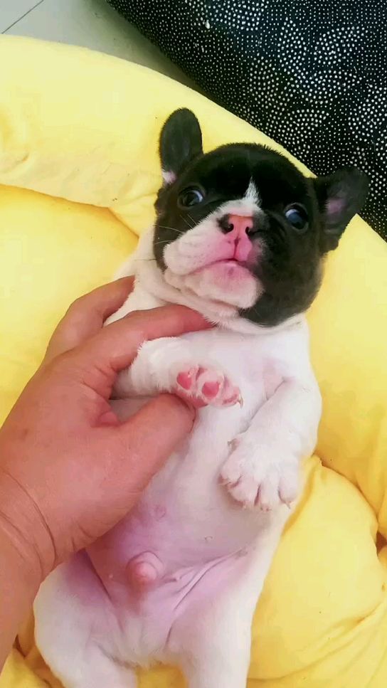 黑头净白身弟弟全身无斑无尾大眼圆又圆