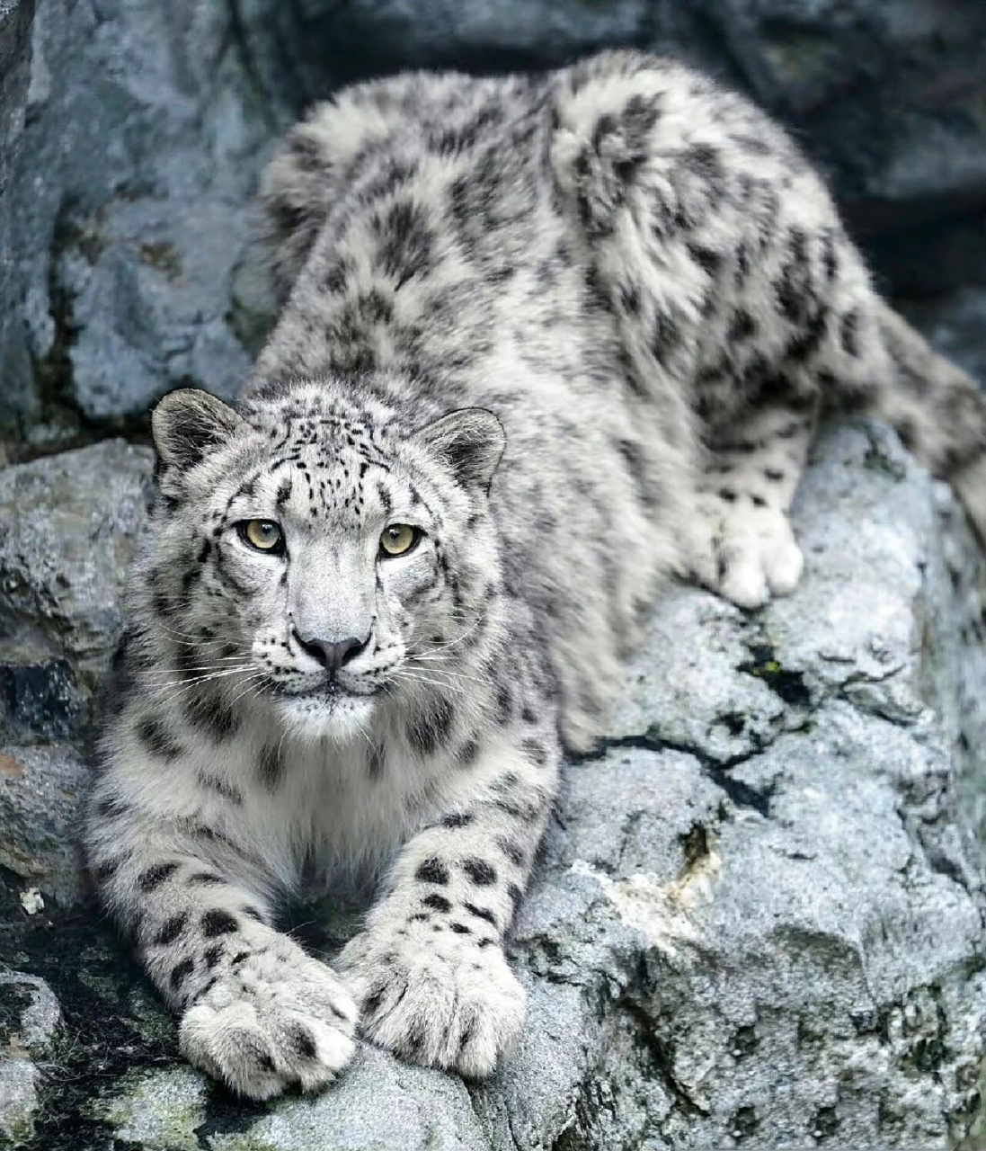 雪豹,是一种大型猫科动物,常在雪线附近和雪地间活动,故名"雪豹".