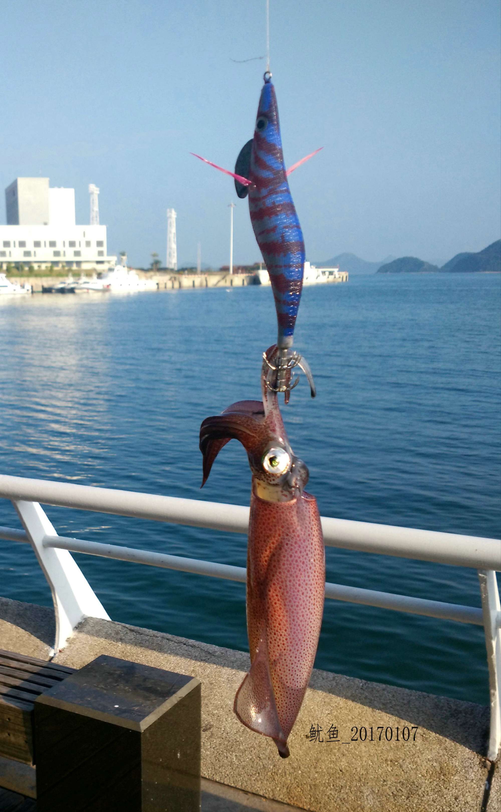 来认识几种钓上来的野生海鱼