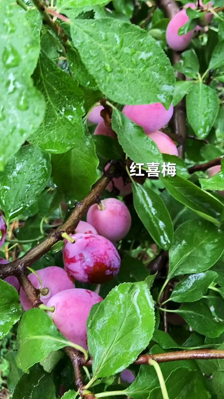红玫瑰西梅李子,果皮像玫瑰花一样鲜艳,8月中旬成熟
