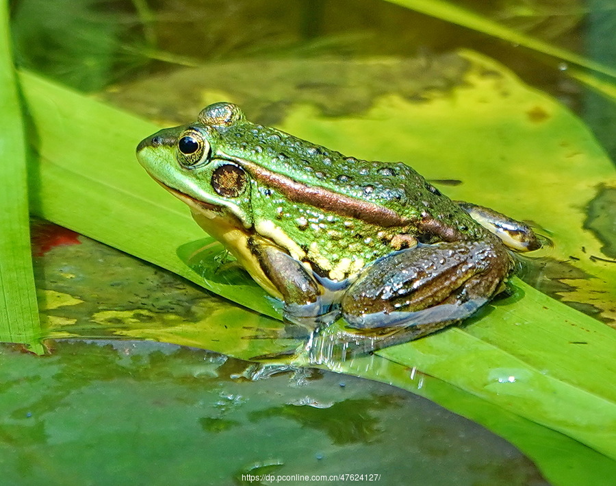 童年记趣:捉蛤蟆