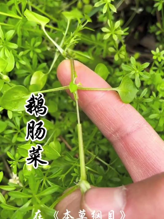 鹅肠菜,又称鹅儿肠,繁缕,它的价值你了解吗