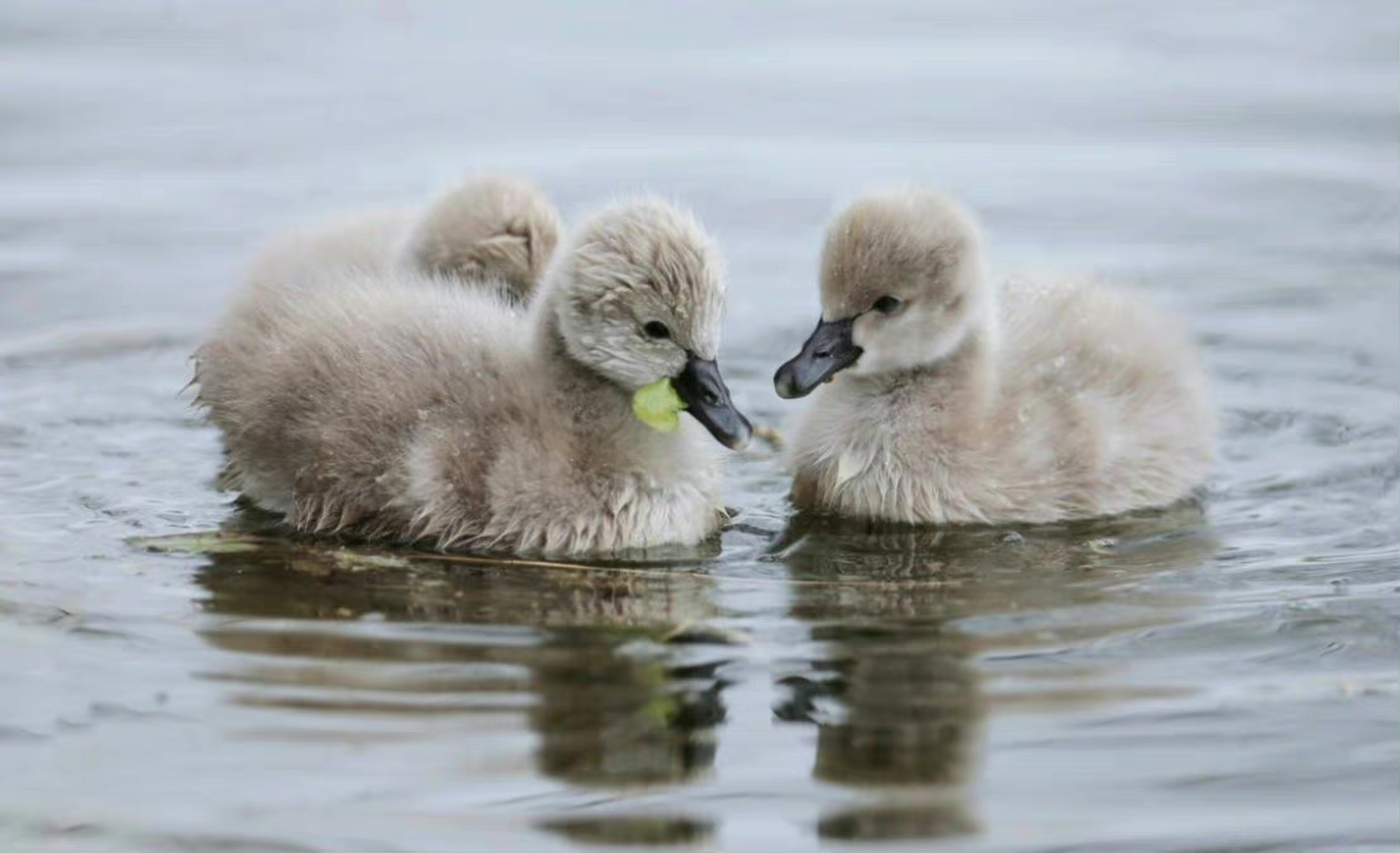 毛绒绒的天鹅幼崽来了#动物# #萌宠# #让人怦然心动的小宠物