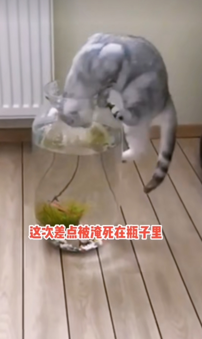 好奇心害死猫就是这么来的吗[左捂脸]