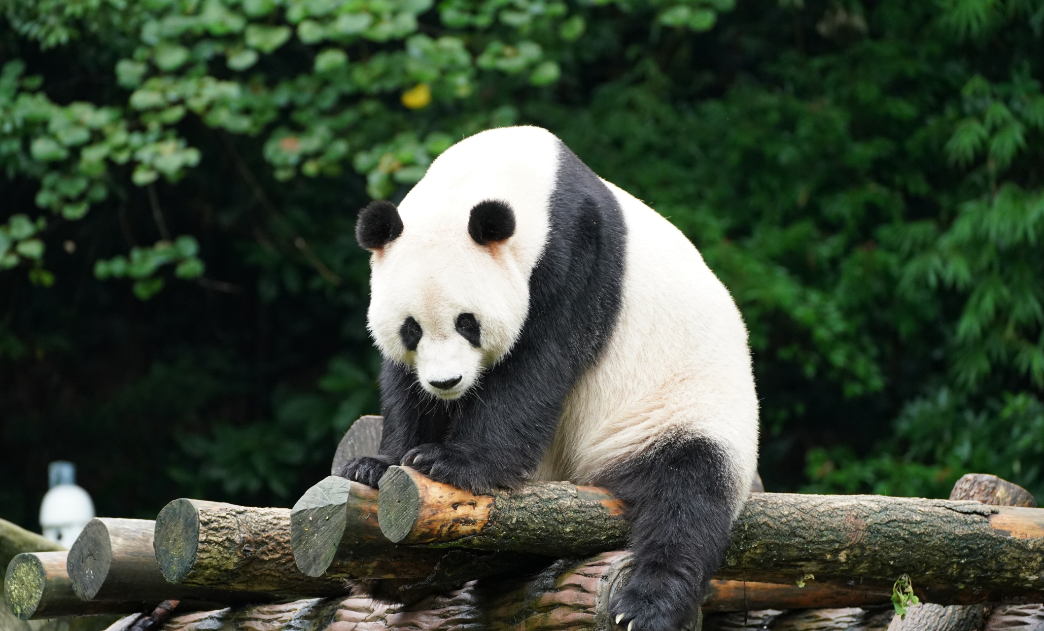 大熊猫蔓越莓, 渝可渝爱的大长腿爸爸.