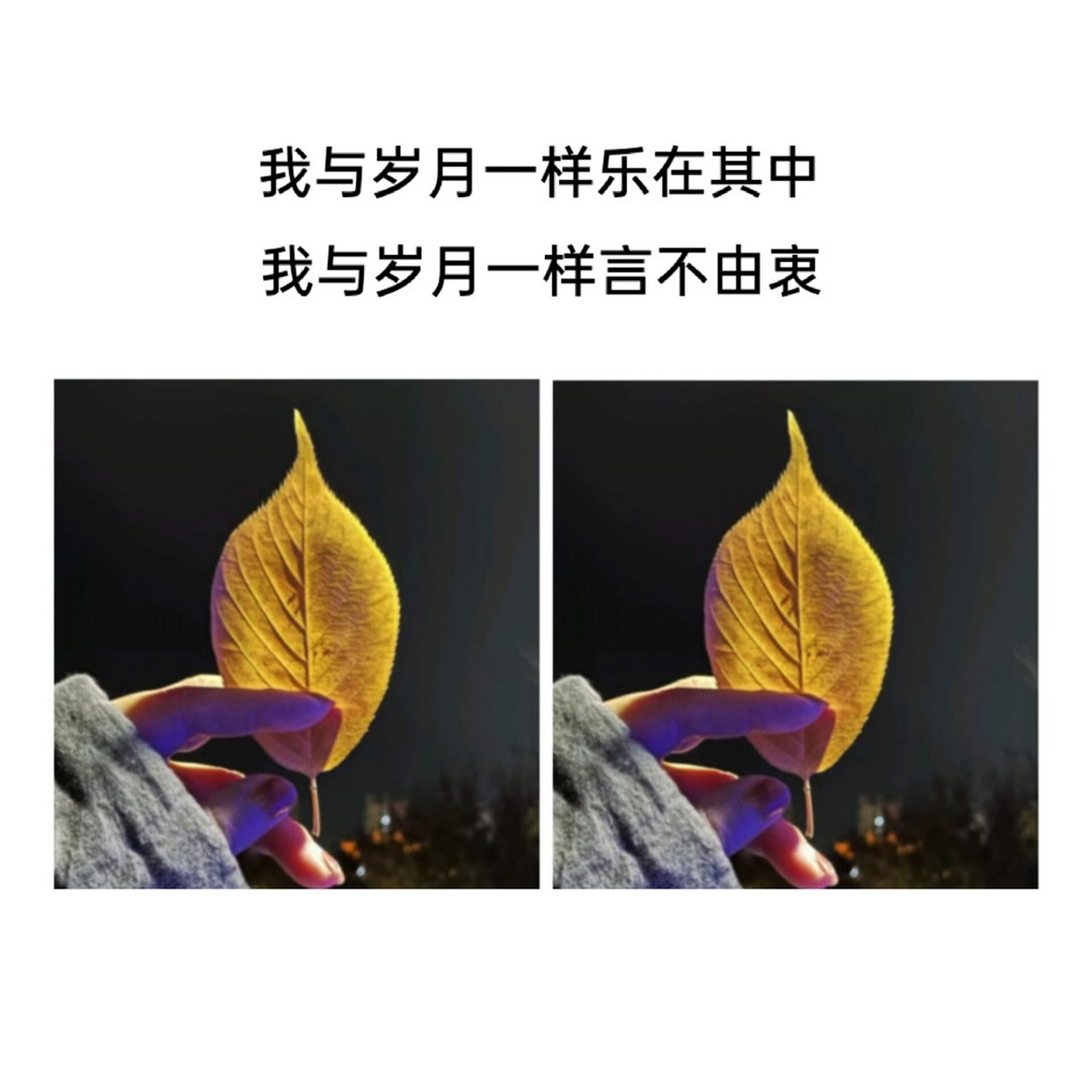 我与岁月一样乐在其中 我与岁月一样言不由衷