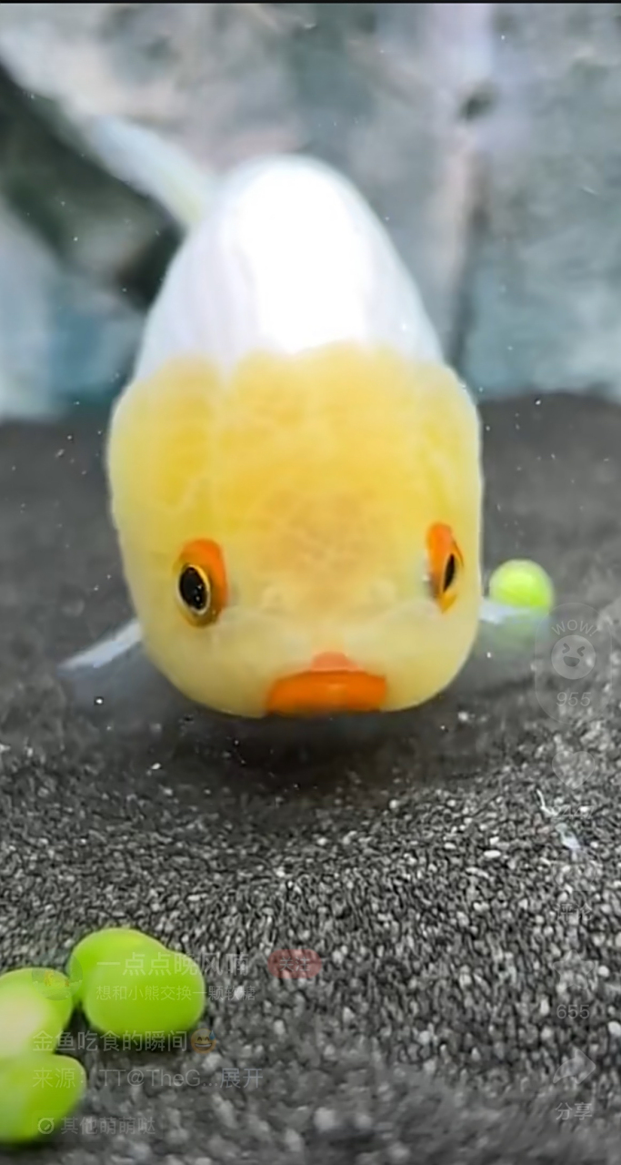 金鱼吃食的瞬间