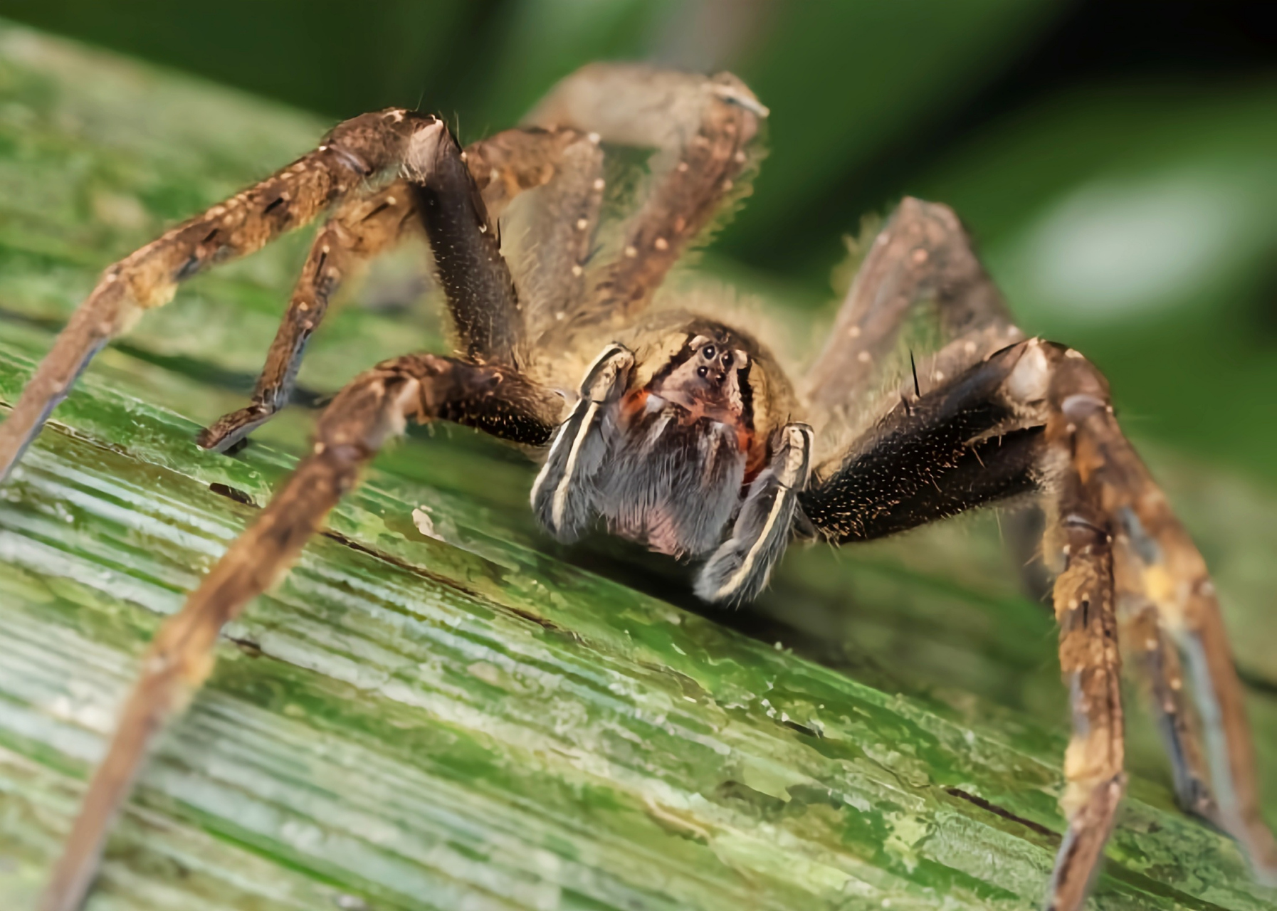 每天认识一种动物——巴西游走蛛 巴西游走蛛 别名香蕉蜘蛛,巴西 流浪