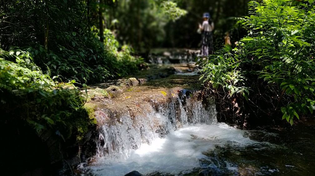 夏日避暑纳凉的好去处,罗城水上相思林