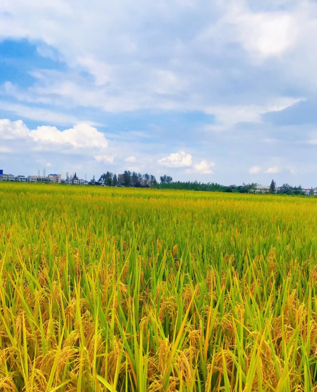 漂亮的稻田