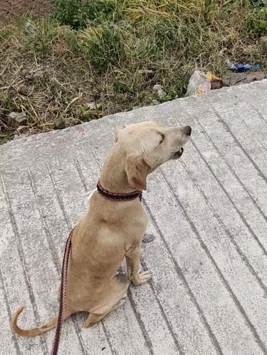 出一条普比,黄虎斑普罗特串两色比格