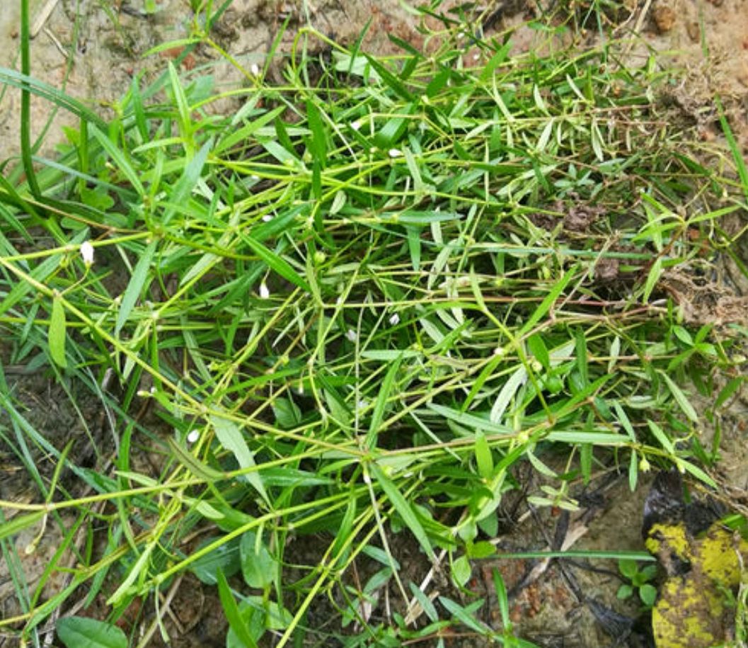 白花蛇舌草煮水洗脸图片