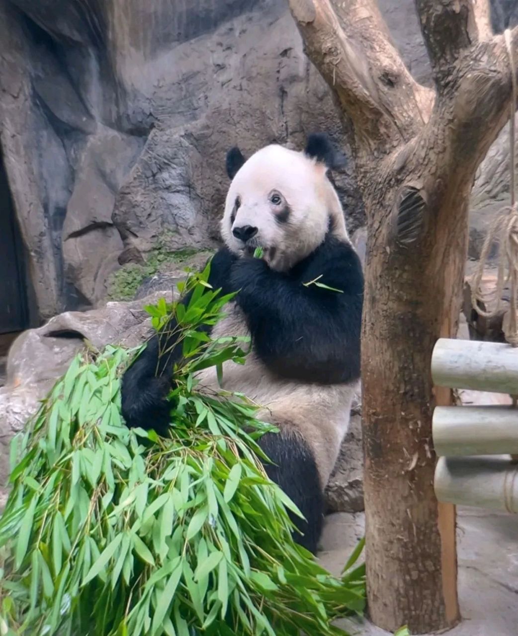 萌二,萌兰的二哥,黑眼圈都快没了. 原因是感染了螨虫眼,北京动物园治