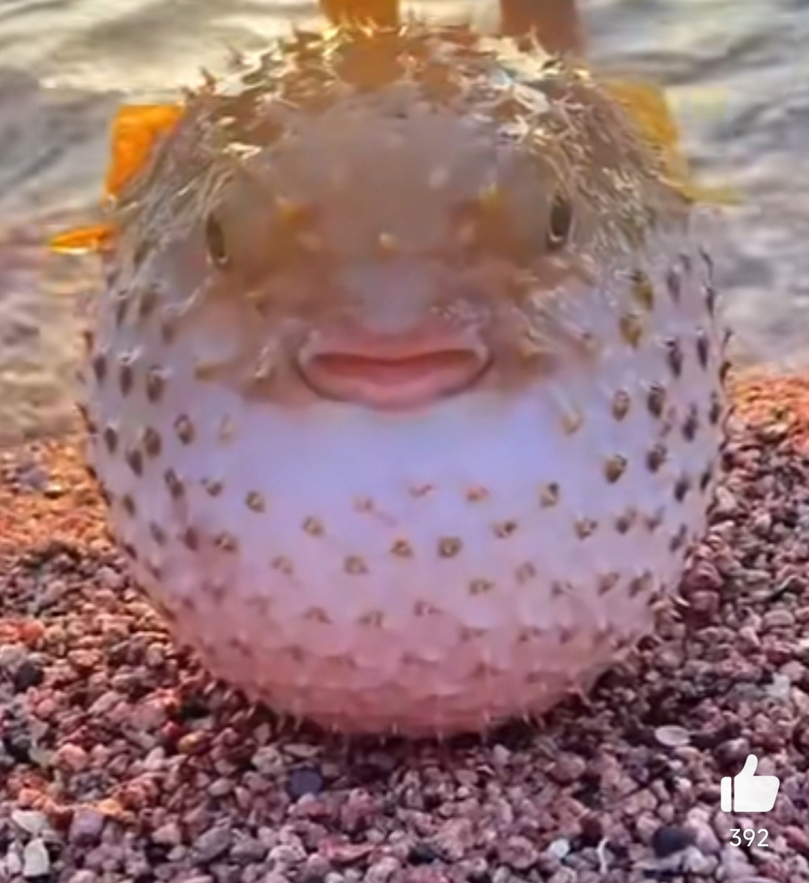 气鼓鼓的河豚,就问你怕不怕 河豚:我生气了,我很凶的哟!