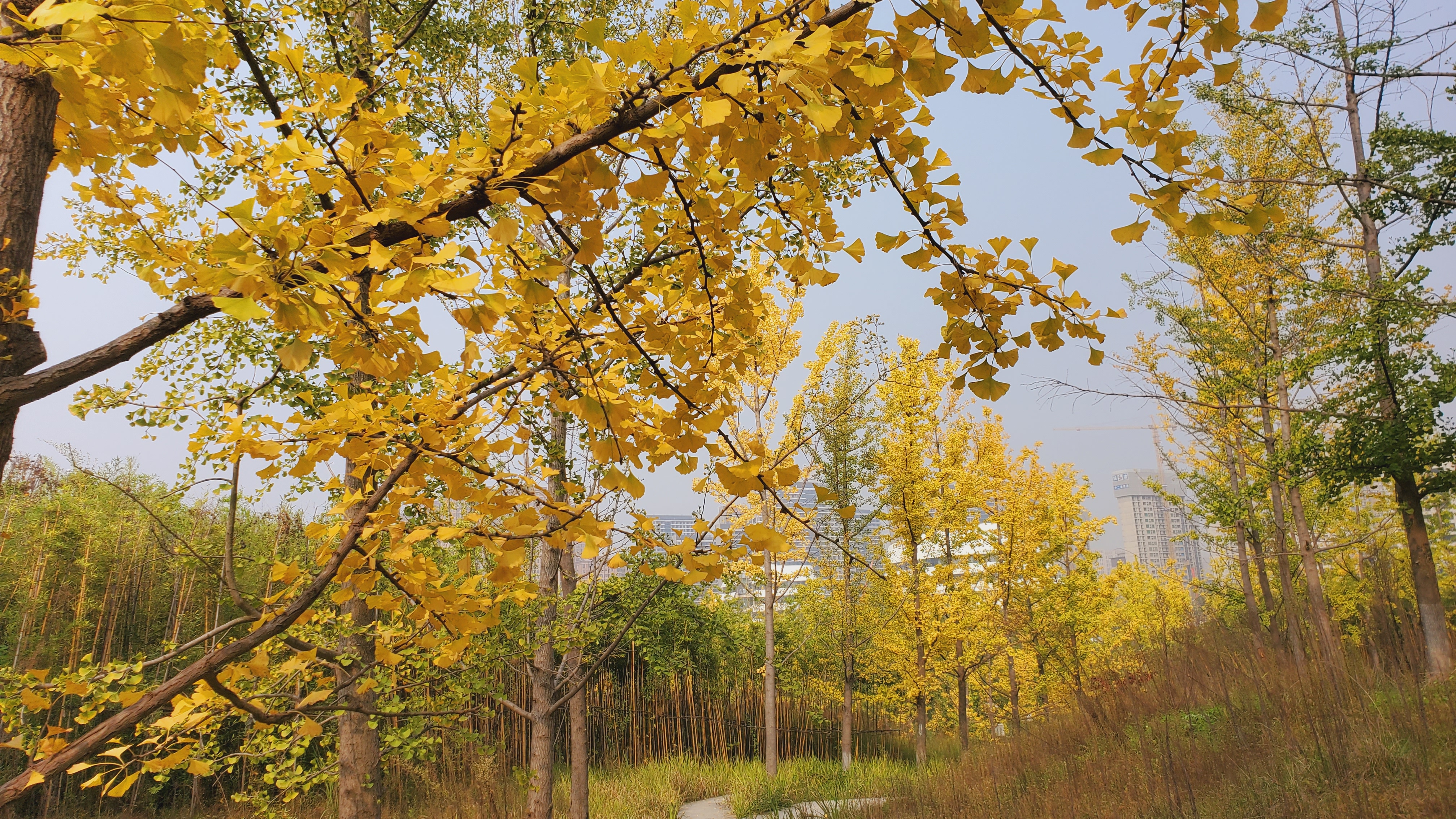 秋日西安雁南公园
