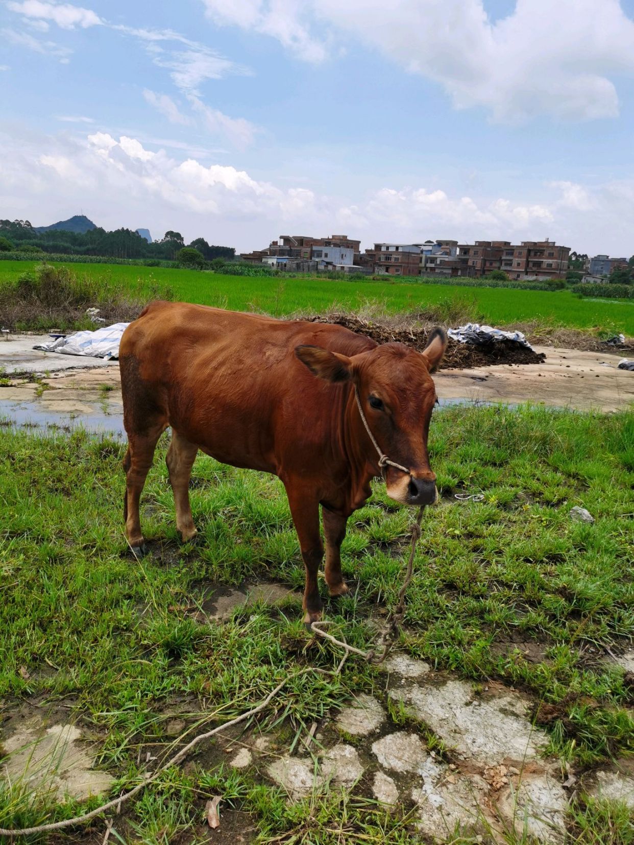 如何养黄牛,怎么样管理吃的,我们来解决一下