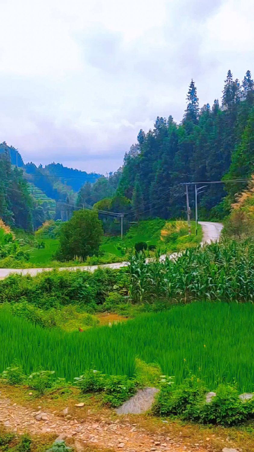 乡下老家的夏日景象