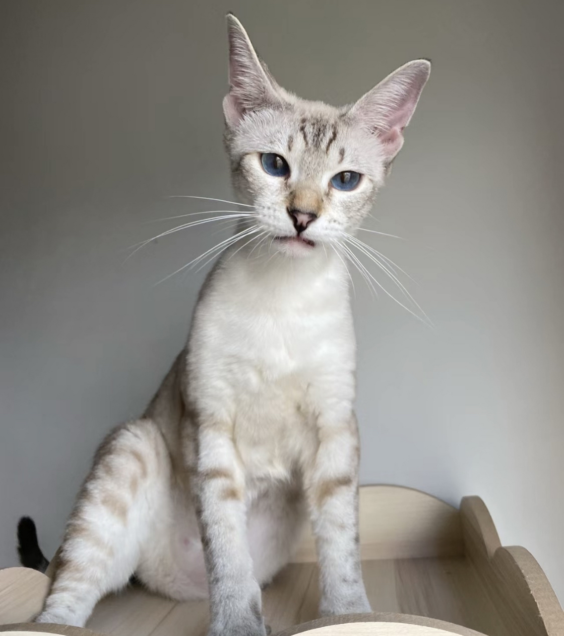 短毛猫#动物# #萌宠# #猫咪