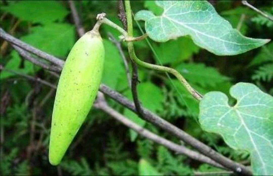 隔山消是一种什么样的植物?