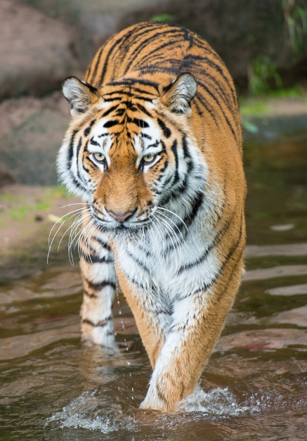 437_627竖版 竖屏