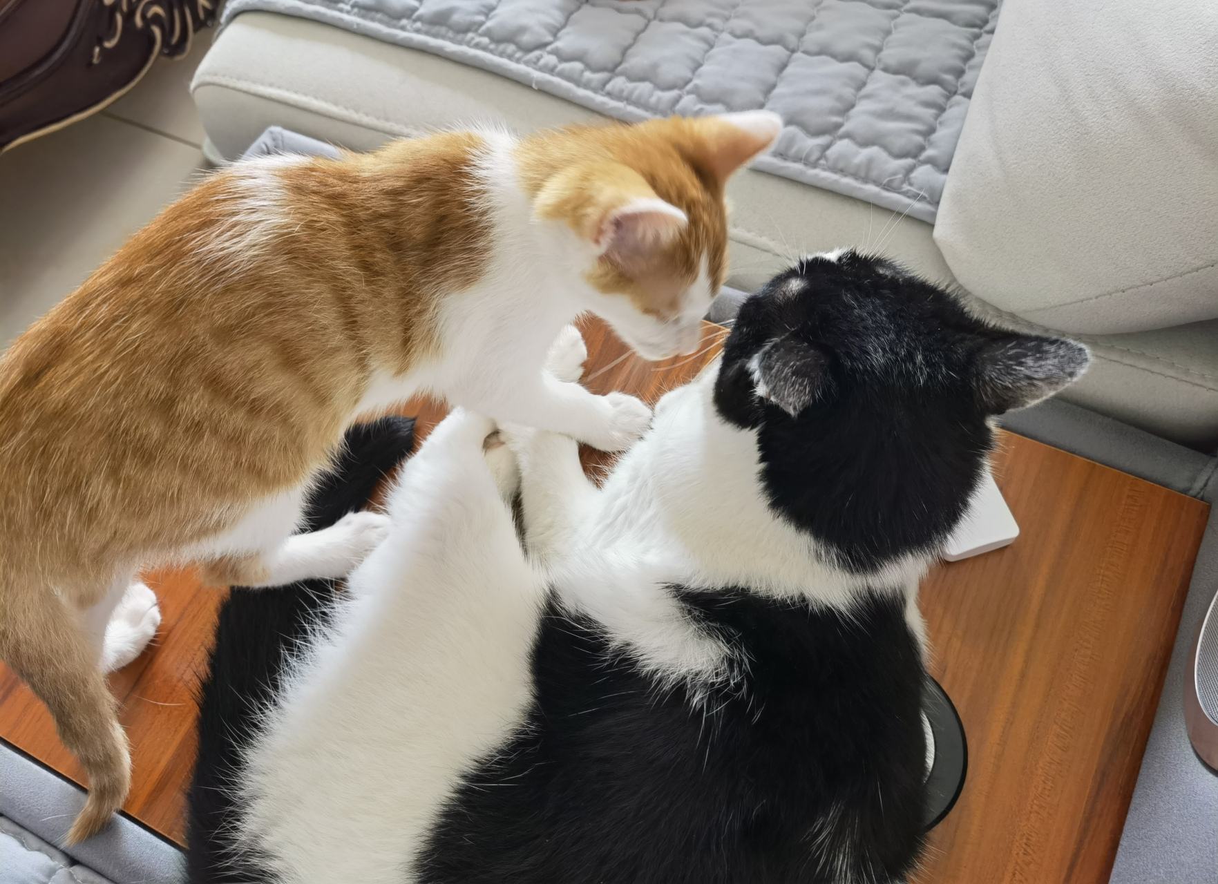 这些小猫咪交头接耳的,你们在商量什么啊?